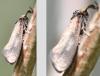 Incurvaria pectinea